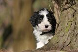 BEARDED COLLIE 085